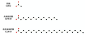 指定難病「副腎白質ジストロフィー」診断の鍵となる マーカー分子の産生酵素を発見