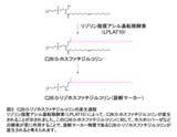 「指定難病「副腎白質ジストロフィー」診断の鍵となる マーカー分子の産生酵素を発見」の画像4