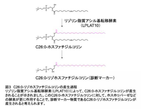 「指定難病「副腎白質ジストロフィー」診断の鍵となる マーカー分子の産生酵素を発見」の画像