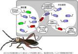 「共生システムを逆手に取る“トロイの木馬”型微生物は新しい生物農薬候補！？」の画像1