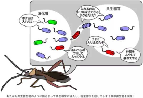 共生システムを逆手に取る“トロイの木馬”型微生物は新しい生物農薬候補！？