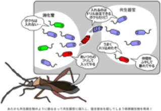 共生システムを逆手に取る“トロイの木馬”型微生物は新しい生物農薬候補！？