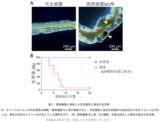 「共生システムを逆手に取る“トロイの木馬”型微生物は新しい生物農薬候補！？」の画像2