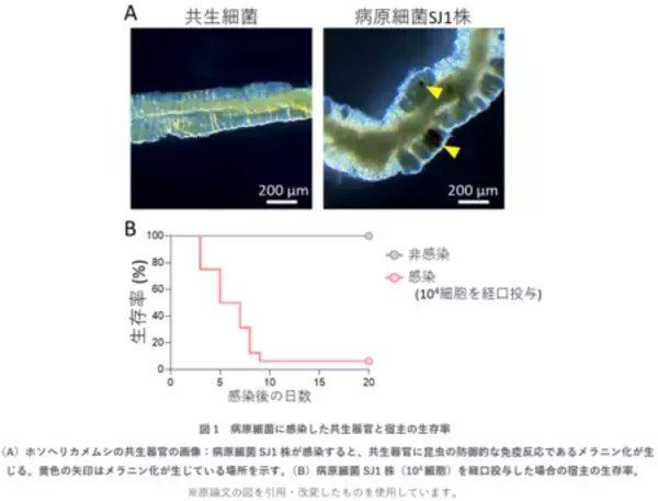 「共生システムを逆手に取る“トロイの木馬”型微生物は新しい生物農薬候補！？」の画像