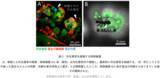 「共生システムを逆手に取る“トロイの木馬”型微生物は新しい生物農薬候補！？」の画像3