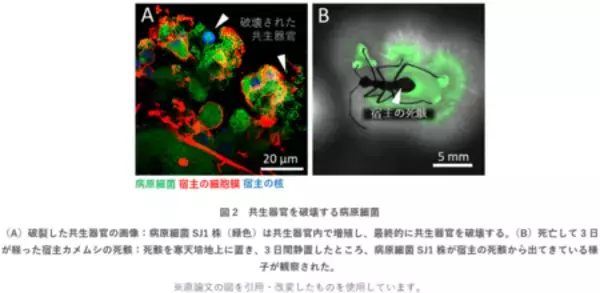 「共生システムを逆手に取る“トロイの木馬”型微生物は新しい生物農薬候補！？」の画像