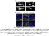 「共生システムを逆手に取る“トロイの木馬”型微生物は新しい生物農薬候補！？」の画像4
