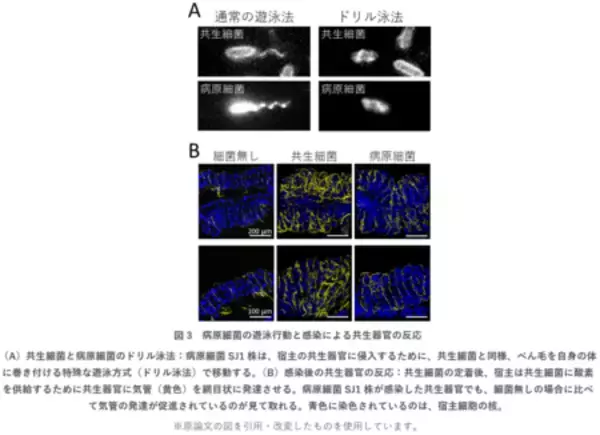 「共生システムを逆手に取る“トロイの木馬”型微生物は新しい生物農薬候補！？」の画像
