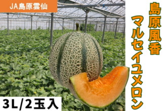 長崎県産の「島原風香 マルセイユメロン」がJAタウンのショップ「もぐもぐながさき」に初登場！