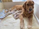 「日本盲導犬協会が公式ウェブサイトを全面リニューアル」の画像3
