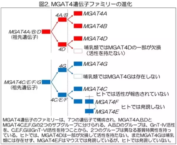 「生物種固有の糖鎖を作る酵素遺伝子を同定」の画像