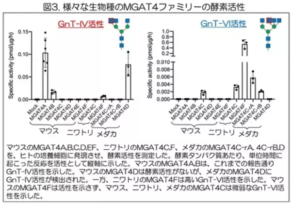 「生物種固有の糖鎖を作る酵素遺伝子を同定」の画像