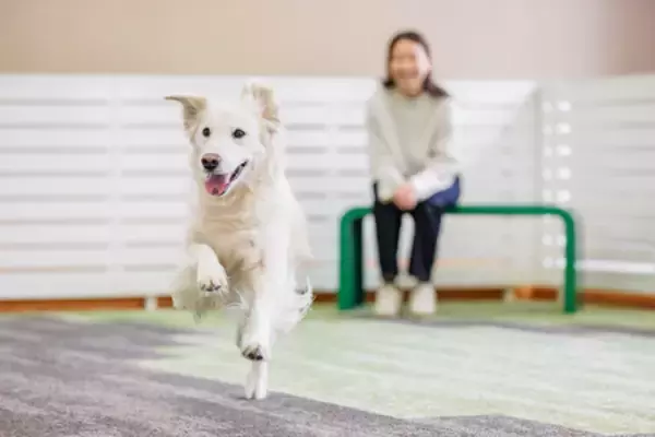 「亀の井ホテル 大和平群 2026年4月11日（土）「わんわんパラダイス 奈良生駒」へリブランド」の画像