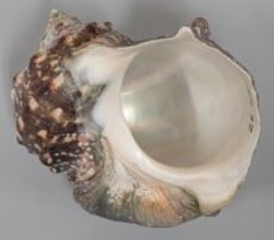 螺鈿に使用されるヤコウガイの産地同定が可能に