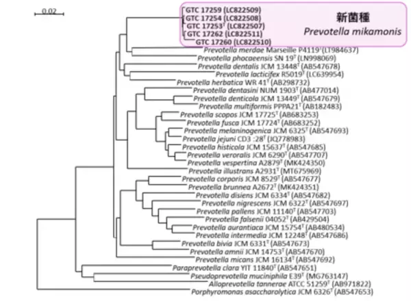 「馬の呼吸器感染症から新種の細菌を発見」の画像