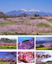 株式会社IDOM様より企業版ふるさと納税として7台の車両の寄附を受納しました