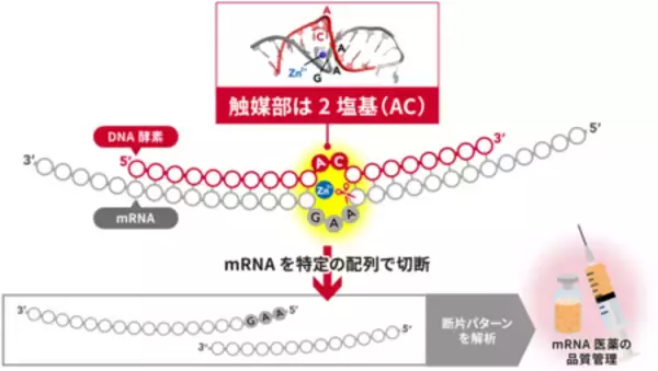 わずか2塩基でRNA切断を触媒する世界最小DNA酵素
