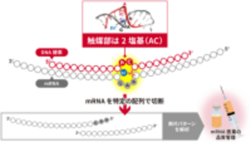 わずか2塩基でRNA切断を触媒する世界最小DNA酵素