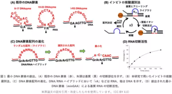「わずか2塩基でRNA切断を触媒する世界最小DNA酵素」の画像