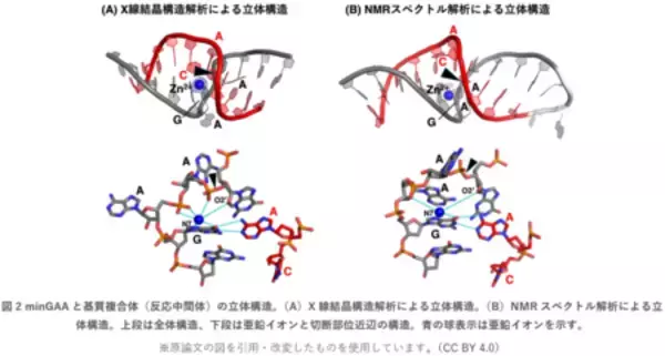 「わずか2塩基でRNA切断を触媒する世界最小DNA酵素」の画像