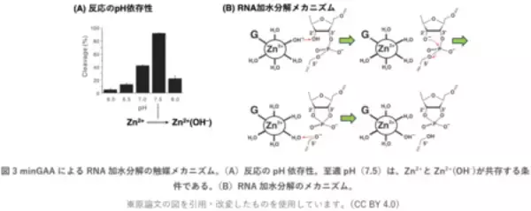「わずか2塩基でRNA切断を触媒する世界最小DNA酵素」の画像