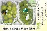 「岡山県が誇る“ぶどうの女王”が節目の年 栽培140周年「マスカット・オブ・アレキサンドリア」特集」の画像3