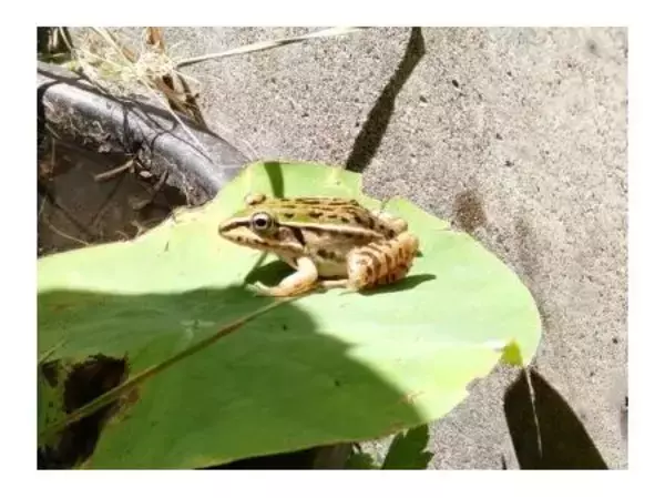 「「ER&Sけいはんなの共生草地」が地域生物多様性増進法に基づく「自然共生サイト」認定」の画像