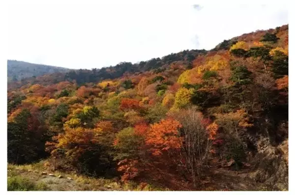 「鳳凰山域の自然を次世代へ「韮崎市ネイチャーポジティブ宣言」を発表」の画像