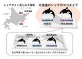 「【東京農業大学（共同研究）】北海道の海には2タイプのシャチがいる」の画像1
