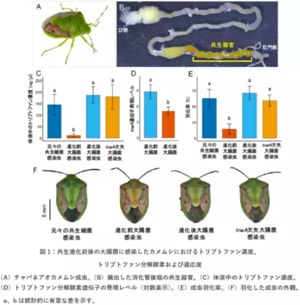 「共生進化の鍵となる細菌遺伝子を同定」の画像