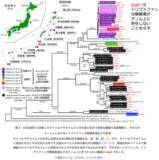 「共生進化の鍵となる細菌遺伝子を同定」の画像4