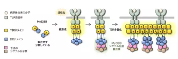 「免疫制御タンパク質の多量化機構を解明」の画像
