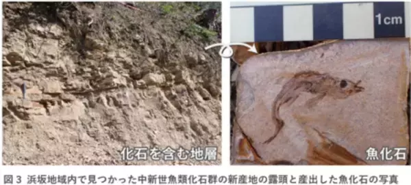 「陸から海、そして再び陸へ―日本海形成を経た大地の歴史を示す地質図を刊行」の画像