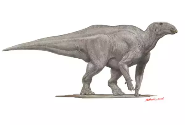 「岩手県久慈市から初めて発見された鳥盤類の恐竜と進化史の解明への重要性」の画像