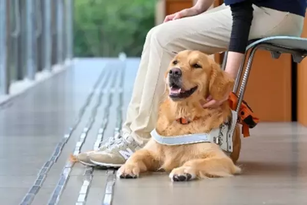 「「富士ハーネスうぇるカ～ムDay！～ボランティア大募集！特別ふれあいデー～」2/23富士山の日に開催」の画像