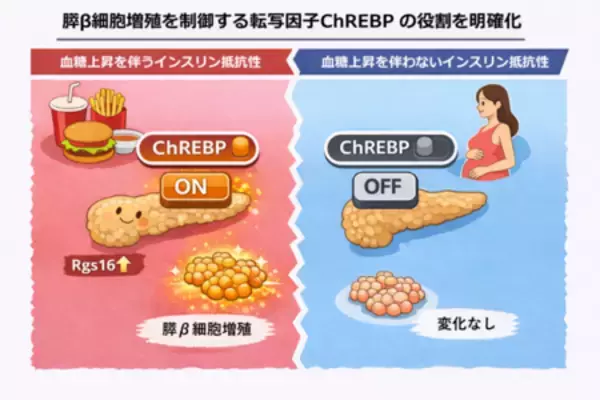 高血糖時に膵β細胞を増やす分子スイッチを発見