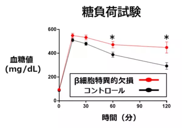 「高血糖時に膵β細胞を増やす分子スイッチを発見」の画像