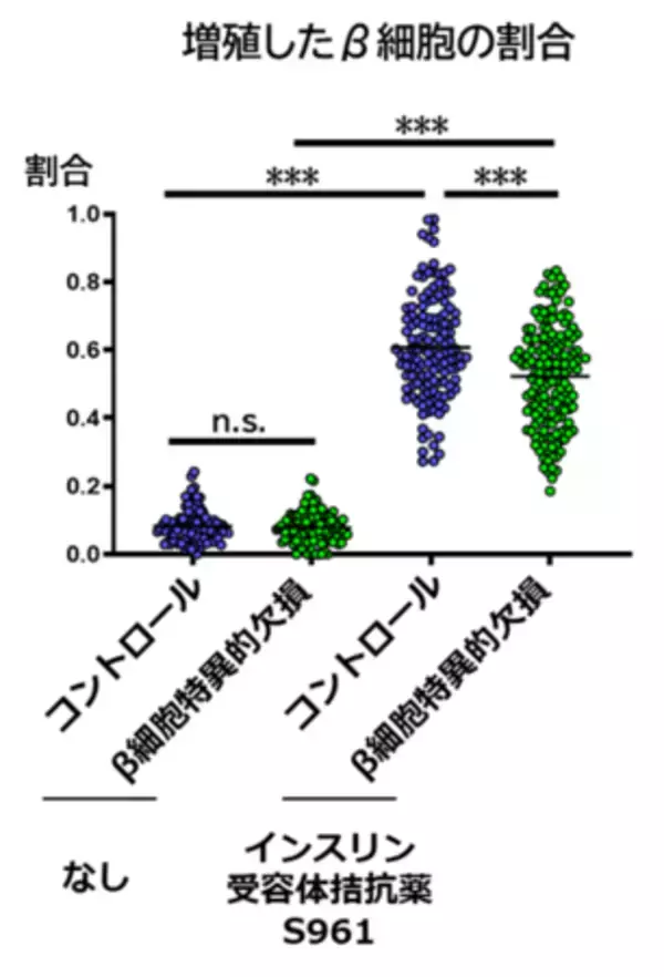 「高血糖時に膵β細胞を増やす分子スイッチを発見」の画像