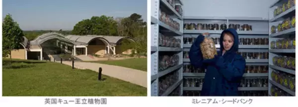 「「奇跡の一本松」後継樹の種子を英国キュー王立植物園へ寄贈」の画像