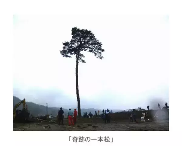 「「奇跡の一本松」後継樹の種子を英国キュー王立植物園へ寄贈」の画像