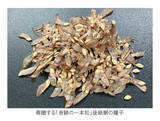 「「奇跡の一本松」後継樹の種子を英国キュー王立植物園へ寄贈」の画像7