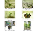 「長浜市「不老(ふろう)」盆梅　クローン苗を豊国神社へ寄贈 ～組織培養で歴史的名木を次世代へ継承～」の画像4