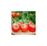 「ＪＡ全農とＪＲ西日本の地域振興支援プロジェクト 「みのりみのるマルシェ 熊本の実り｣ １月３１日に開催」の画像2