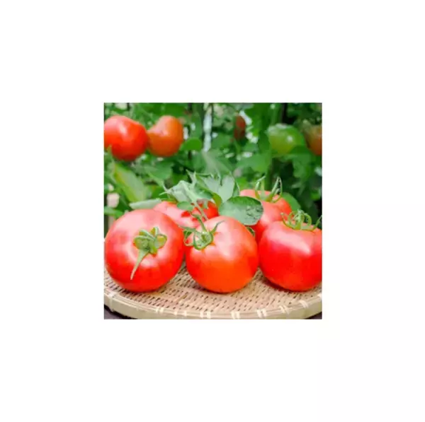 「ＪＡ全農とＪＲ西日本の地域振興支援プロジェクト 「みのりみのるマルシェ 熊本の実り｣ １月３１日に開催」の画像