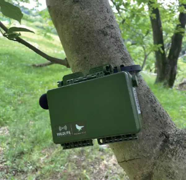 「都市ではセミが夜にも鳴く？」の画像