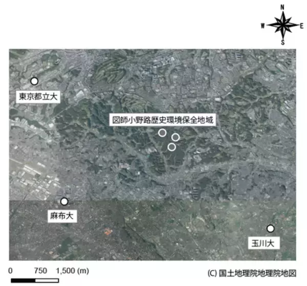 「都市ではセミが夜にも鳴く？」の画像