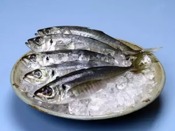 「長崎県「推し魚」プロジェクト第2弾!!　 長崎県が誇る、水揚げ量日本一の「松浦市のマアジ」に決定」の画像