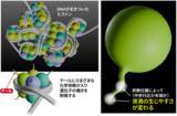 「遺伝子制御に関わる液滴形成のメカニズムに新知見」の画像1