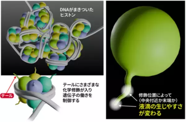 遺伝子制御に関わる液滴形成のメカニズムに新知見