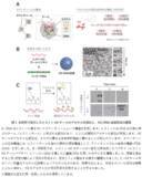 「遺伝子制御に関わる液滴形成のメカニズムに新知見」の画像2